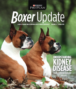New RVC study identifies cancers as health priority in Boxer dogs