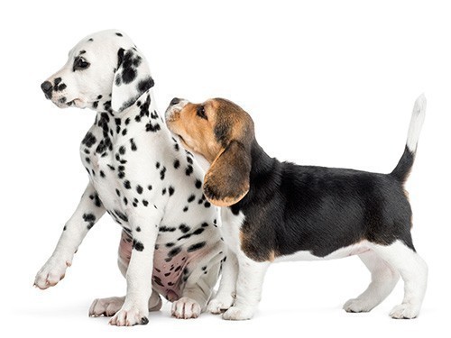 block-homepage-2-dogs.jpg
