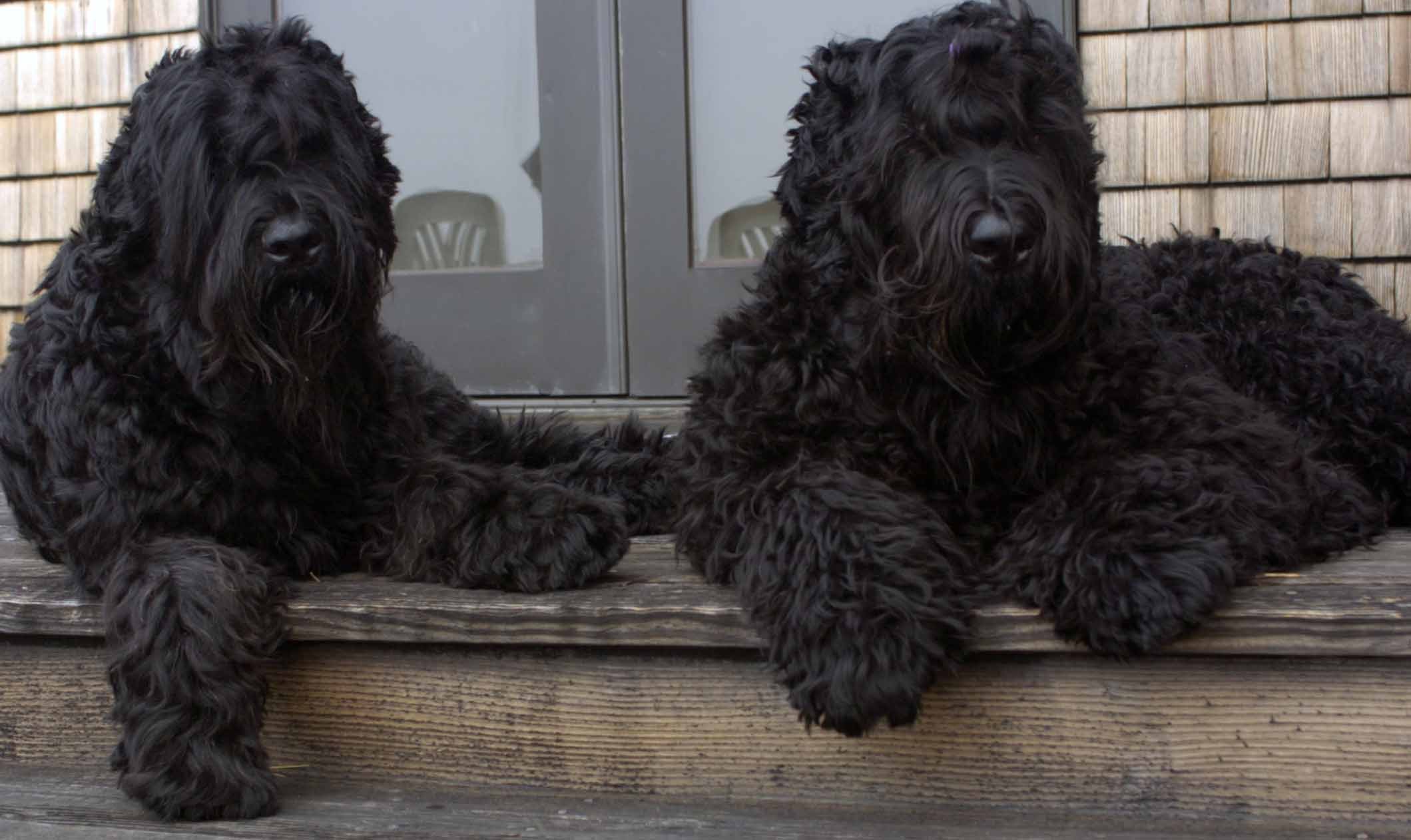 klud påske jeg fandt det Get a GRIHP! on Black Russian Terriers - Breed-Specific Health Reports -  DogWellNet
