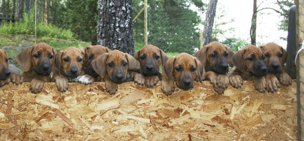 Ridgeback puppies.jpg