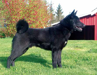 Black norwegian elkhound deals price