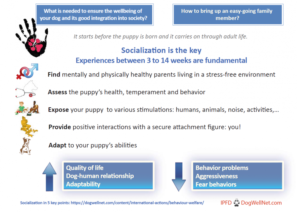 pup socialization english.png
