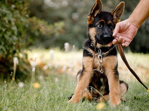 sheppard-in-training.jpg