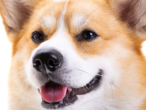 dogface.jpg
