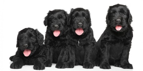 Russian terrier store puppies for sale