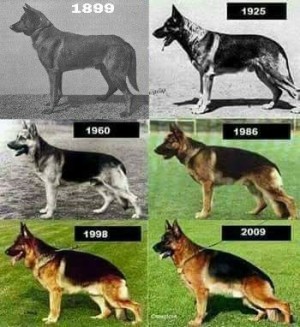 German shepherd 2024 body types