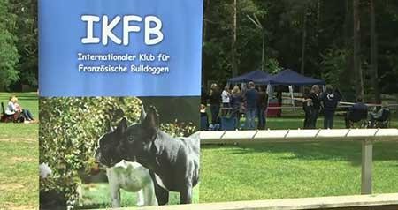 IKFB-French_Bulldog-breeding-tests.thumb
