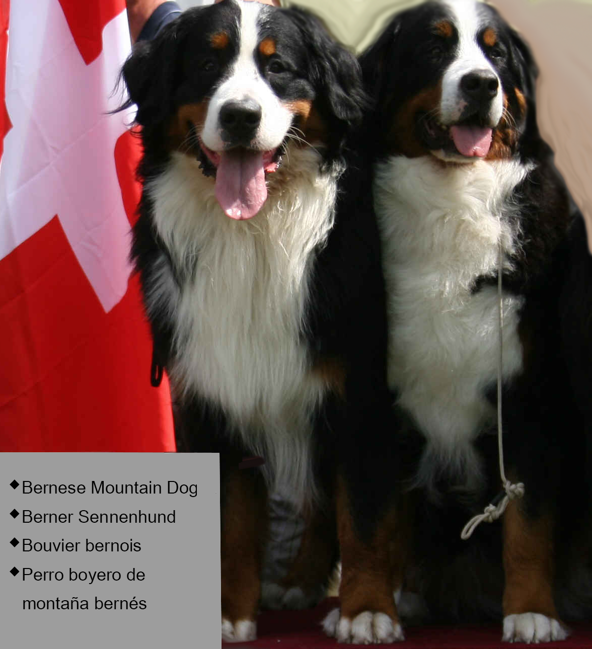 what is a good hip score for a bernese mountain dog 2