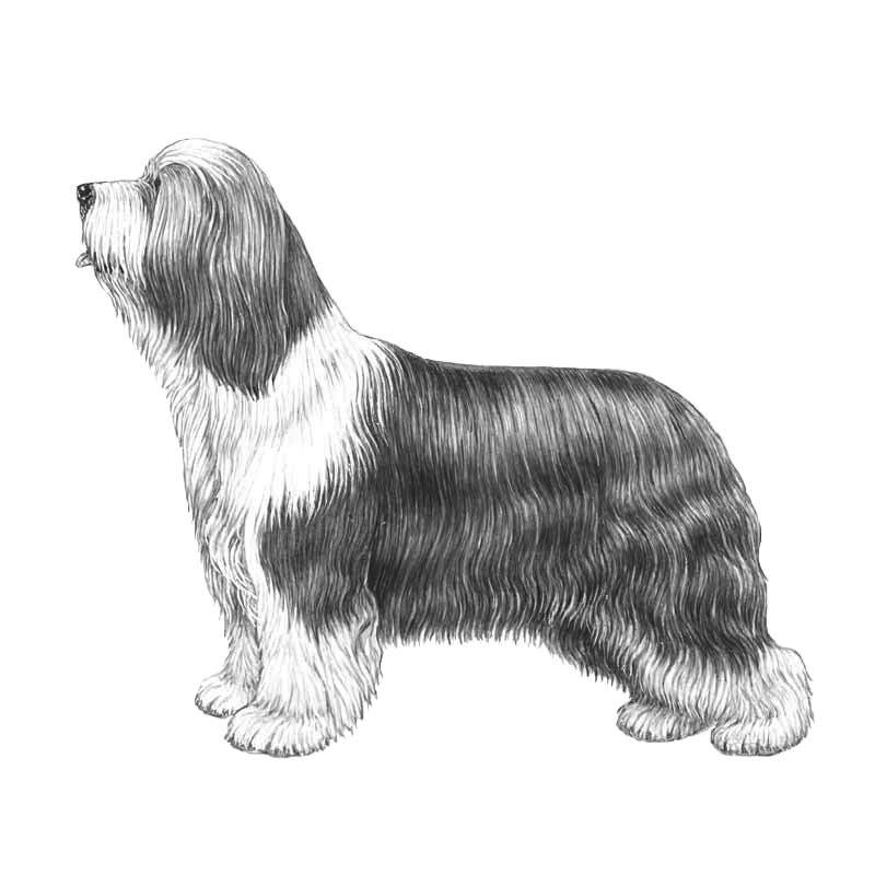 Pedigree 2024 bearded collie