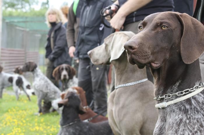 hundkurs-utbildning-fagelhund-weimaraner-vorsteh.jpg