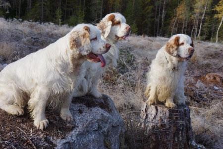 More information about "Clumber Spaniel Swedish RAS English Summary"