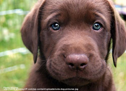 cute-chocolate-lab.png