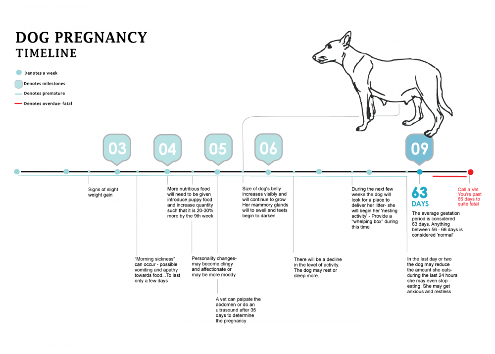 dogpregnancychart1400.png