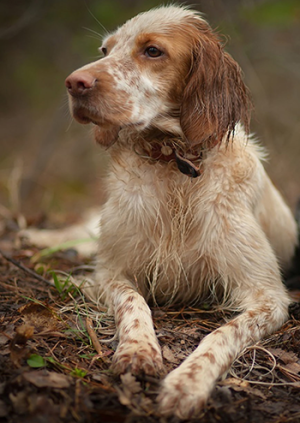 Bench shops english setter