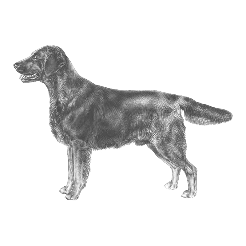 Flatcoat data hot sale