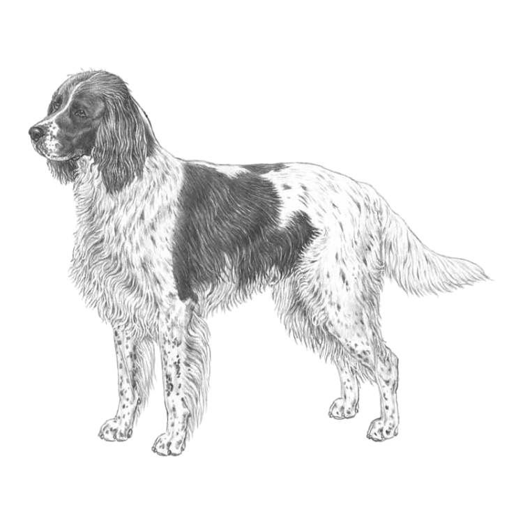 french-spaniel-800x800-fci175.png