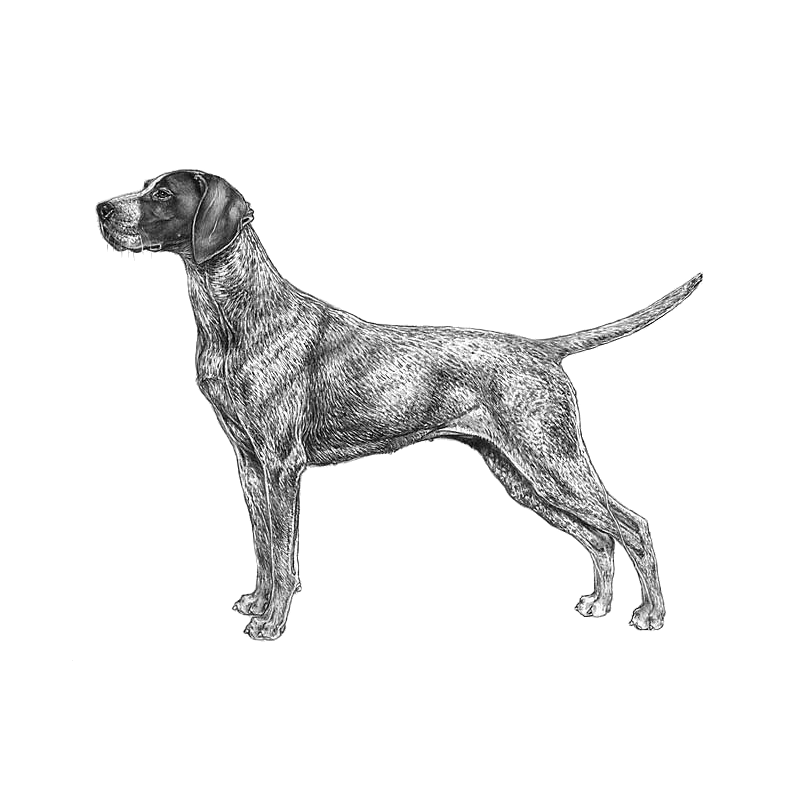 German shorthaired pointer 2024 deutsch