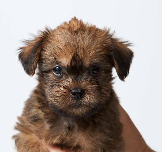 Brussels Griffon X Australian Terrier Crossbreeding Cross