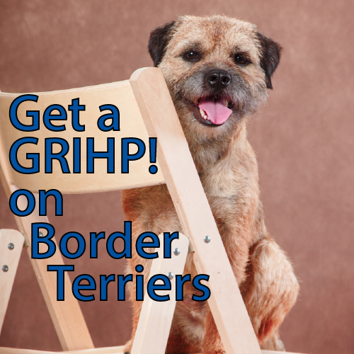 Get a GRIHP on Border Terriers Breed Specific Health Reports