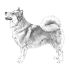 icelandic-sheepdog-100x100-fci289.thumb.