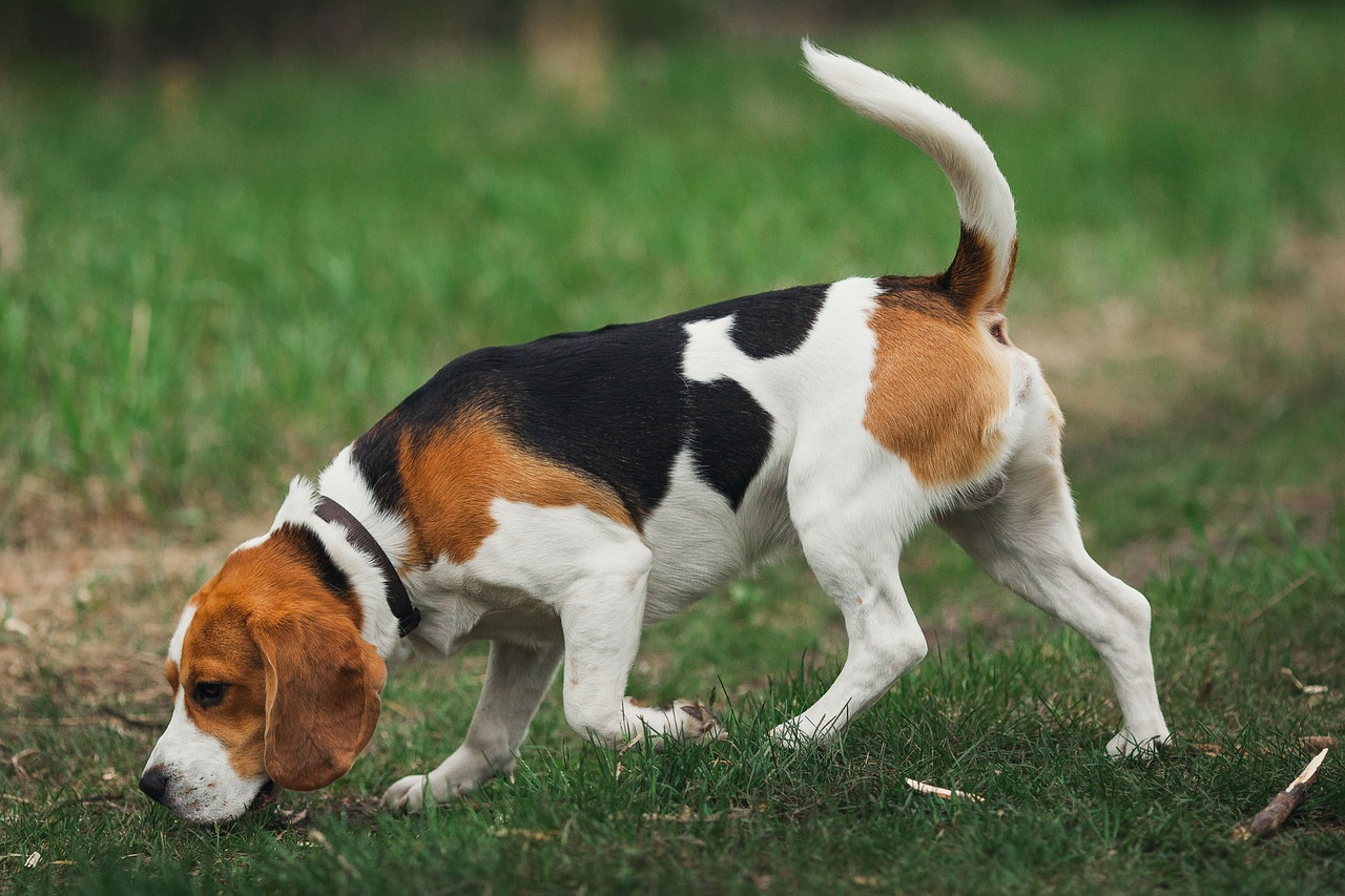 Beagle hip best sale issues