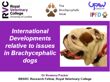 More information about "International Developments relative to issues in Brachycephalic dogs"