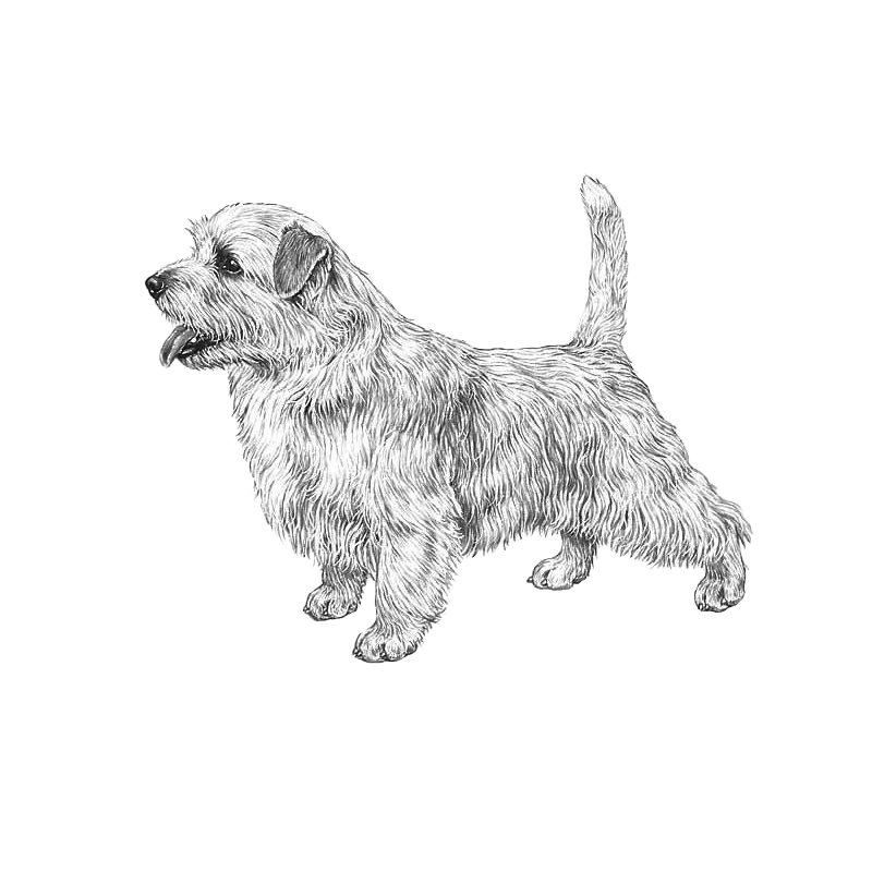 Norfolk Terrier - Pedigree Breeds - DogWellNet