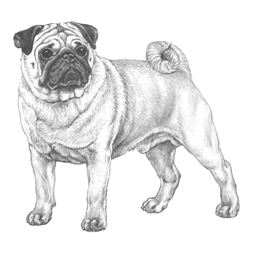 More information about "Pug JTO (Finland - breeding strategy) English Summary"