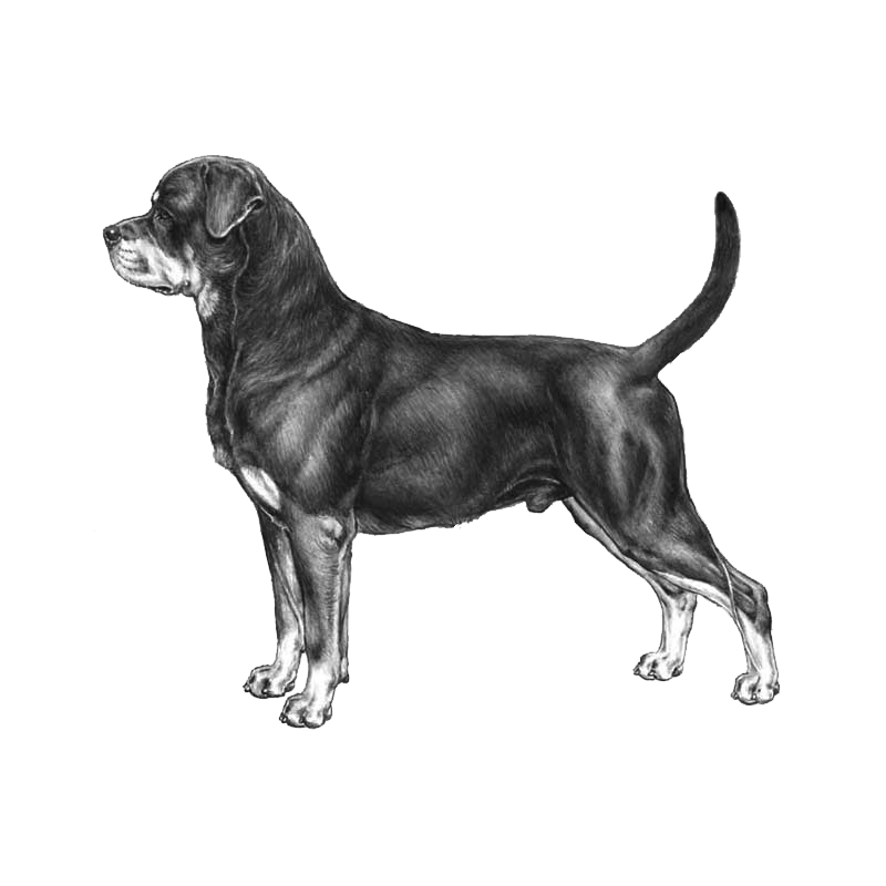 Rottweiler - Pedigree Breeds - DogWellNet