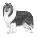 More information about "Rough Collie Breed Registrations - Multiple Kennel Clubs"
