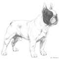 More information about "French Bulldog Swedish RAS English Summary"
