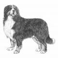 More information about "Bernese Mountain Dog Statistics - AKC registrations and OFA data on Hips/Elbows"