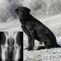 More information about "Comparative analyses of genetic trends and prospects for selection against hip and elbow dysplasia in 15 UK dog breeds"