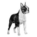 More information about "Boston Terrier registration statistics, 2004 UK-KC Health Survey, and breed specific articles"