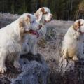 More information about "Clumber Spaniel health, breeding strategies and statistics"