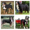 More information about "SCHWEIZER SENNENHUND-VEREIN FÜR DEUTSCHLAND e. V. - SSV"