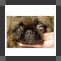 More information about "Eye Health in Dogs|Short Version"