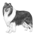 More information about "Rough Collie Breed Registrations - Multiple Kennel Clubs"