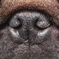 More information about "A Genetic Overview of the French Bulldog: Dr. Jerold Bell"