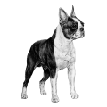 More information about "Boston Terrier registration statistics, 2004 UK-KC Health Survey, and breed specific articles"