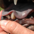 More information about "Breed-Specific Instructions: Tight Lip in the Sharpei"