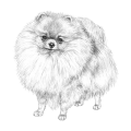 More information about "Pomeranian Registrations Statistics - Multiple Registries"