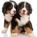 More information about "Increasing Longevity with Estimated Breeding Values"
