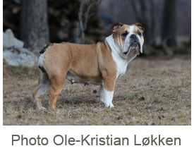 bulldog2_sm.thumb.png.3be93a236b72bf31c2