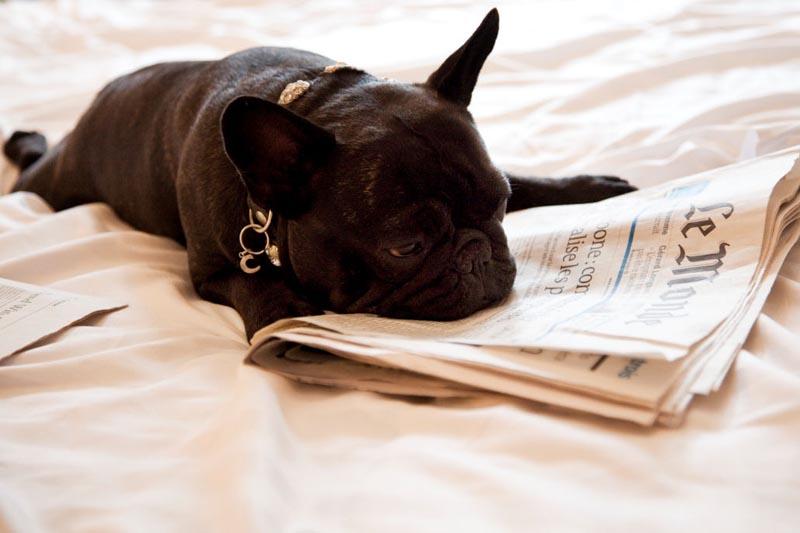 cosy-frbdog.thumb.jpg.b40b0b543cfe1173b8