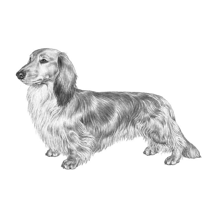 Dachshund Standard Pedigreed Breeds