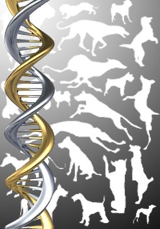 dnadogs.thumb.jpg.fec2e170836850d3ed89c9