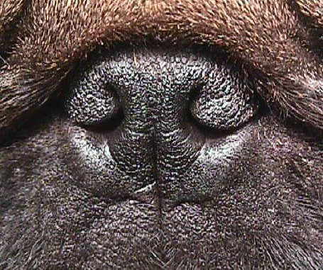 frenchienose.thumb.png.0cfbca05acfdee0fe