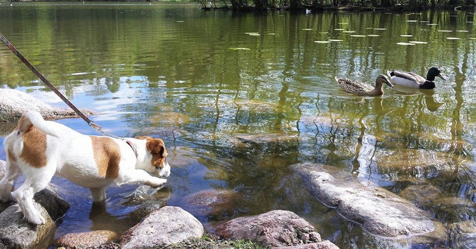 karin_jack_and_ducks.thumb.png.d6db04eff