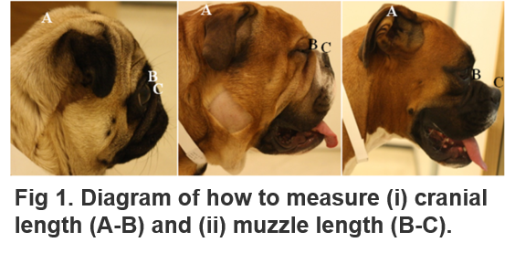 measure_skulls_Packer_article.thumb.png.